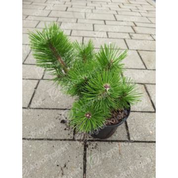 Sosna gęstokwiatowa 'Jane Kluis'