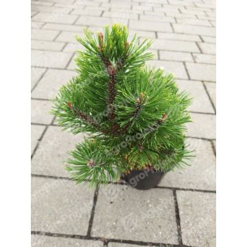 Sosna kosodrzewina 'Winter Gold'