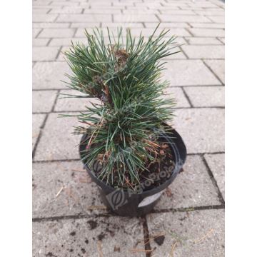 Sosna limba 'Glauca'