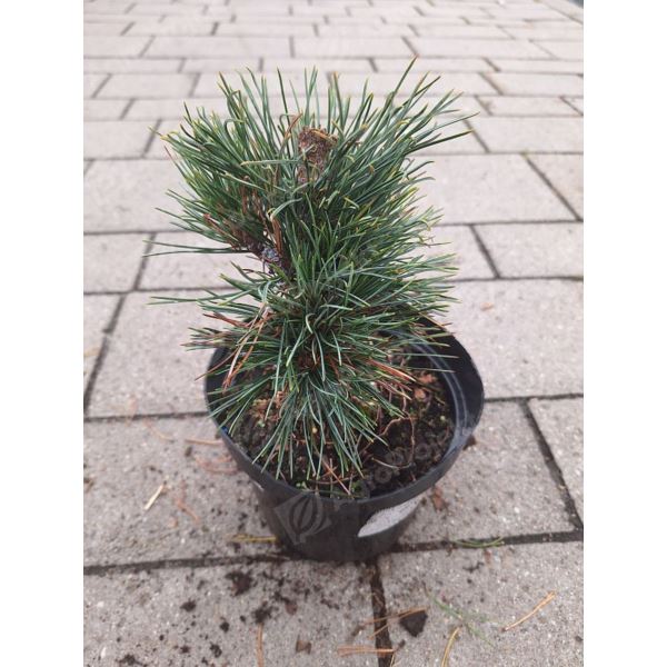 Sosna limba 'Glauca' Sosna limba 'Glauca'