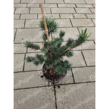 Sosna drobnokwiatowa 'Negishi'