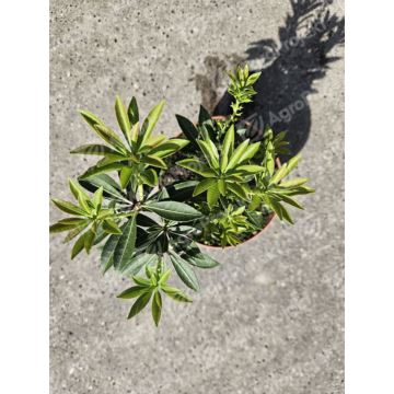 Pieris japoński 'Debutante'