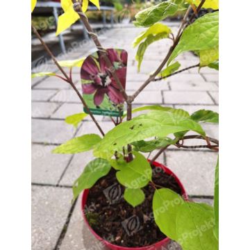 Kielichowiec Raulstona 'Hartlage Wine'