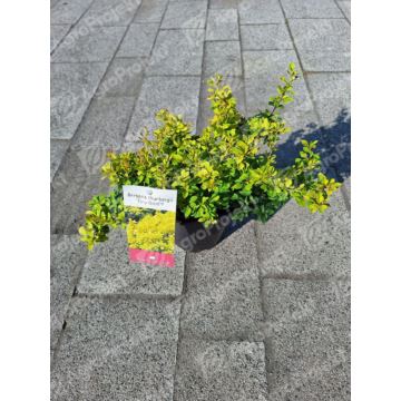 Berberys Thunberga 'Tiny Gold'