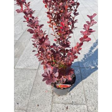 Berberys Thunberga 'Vulcano'