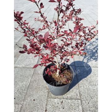 Berberys Thunberga 'Sunjoy Syrah'
