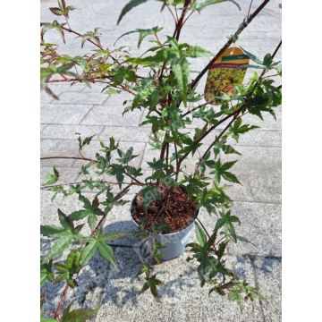 Klon palmowy 'Katsura'