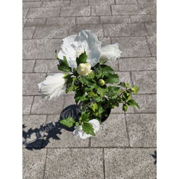 Hibiskus syryjski WHITE CHIFFON 'Notwoodtwo'