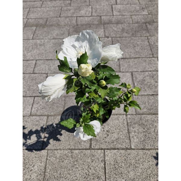 Hibiskus syryjski WHITE CHIFFON 'Notwoodtwo' Hibiskus syryjski WHITE CHIFFON 'Notwoodtwo'