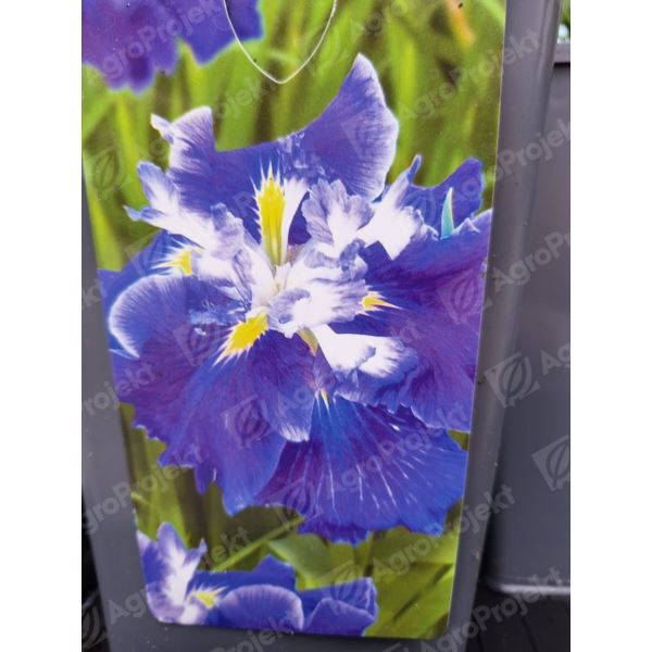 Kosaciec, irys mieczolistny 'Frosted Intrigue' Kosaciec, irys mieczolistny 'Frosted Intrigue'