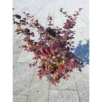 Berberys Thunberga 'Atropurpurea'