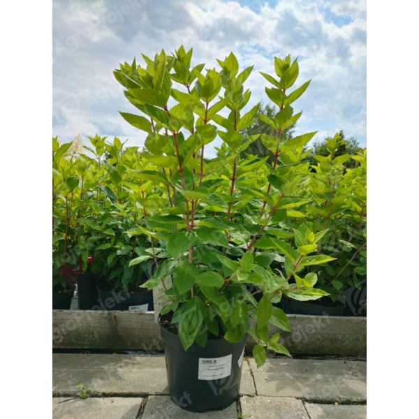 Hortensja bukietowa 'Bombshell' Hortensja bukietowa 'Bombshell'