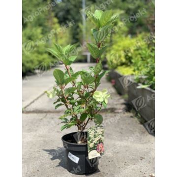 Hortensja bukietowa 'Dharuma'