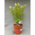 Hortensja bukietowa 'Magical Sweet Summer'