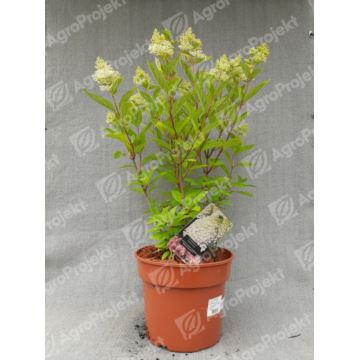 Hortensja bukietowa 'Magical Sweet Summer'