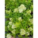 Hortensja bukietowa 'Magical Sweet Summer'