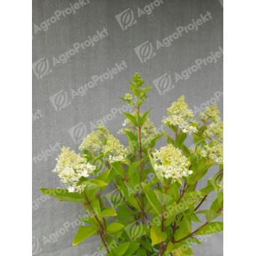 Hortensja bukietowa 'Magical Sweet Summer'
