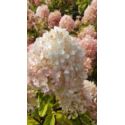 Hortensja bukietowa 'Magical Sweet Summer'
