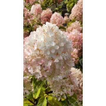 Hortensja bukietowa 'Magical Sweet Summer'