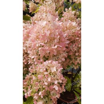 Hortensja bukietowa 'Magical Sweet Summer'