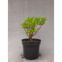 Hortensja bukietowa MAGICAL HIMALAYA 'Kolmahima'