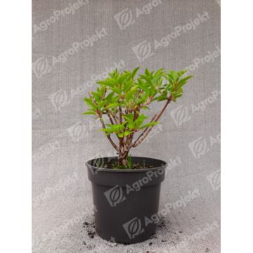 Hortensja bukietowa MAGICAL HIMALAYA 'Kolmahima'
