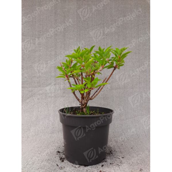 Hortensja bukietowa MAGICAL HIMALAYA 'Kolmahima' Hortensja bukietowa MAGICAL HIMALAYA 'Kolmahima'