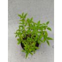 Hortensja bukietowa MAGICAL HIMALAYA 'Kolmahima'