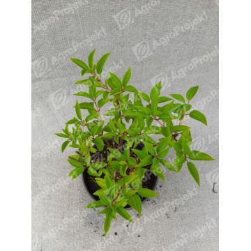 Hortensja bukietowa MAGICAL HIMALAYA 'Kolmahima'