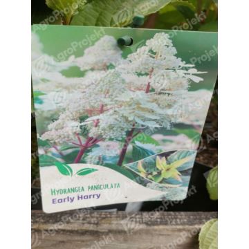 Hortensja bukietowa EARLY Harry 'HPOPR018'