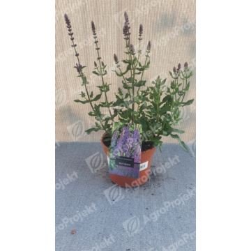 Szałwia omszona 'Blue Queen'