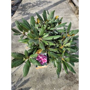 Różanecznik, rododendron jakuszimański 'Kalinka'