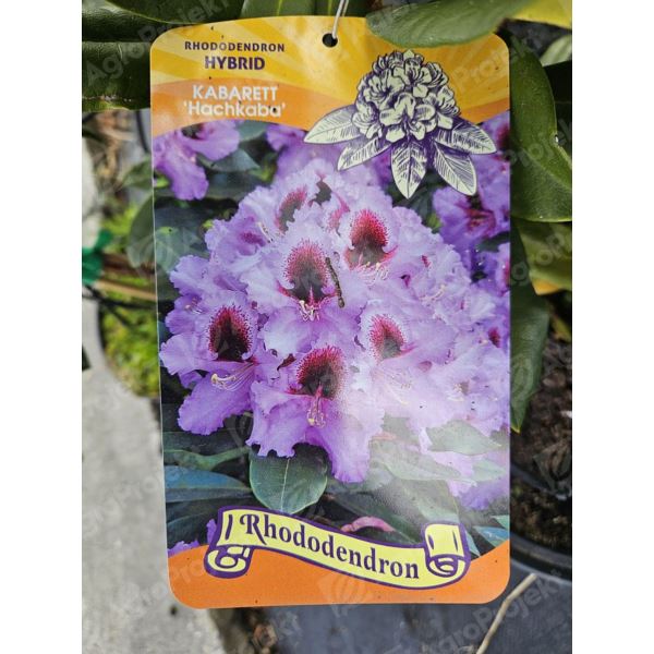 Różanecznik, rododendron Kabarett 'Hachkaba' Różanecznik, rododendron Kabarett 'Hachkaba'