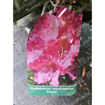 Różanecznik, rododendron jakuszimański 'Polaris'