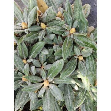 Różanecznik, rododendron jakuszimański 'Władysław Łokietek'