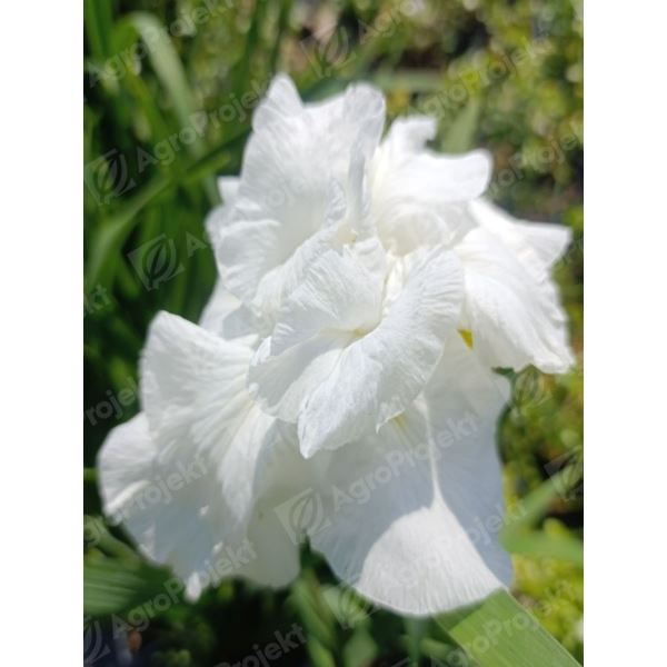 Kosaciec, irys mieczolistny 'Frosted Pyramid' Kosaciec, irys mieczolistny 'Frosted Pyramid'