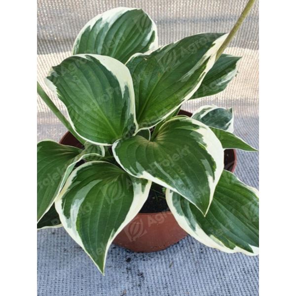 Funkia, hosta 'Patriot' Funkia, hosta 'Patriot'