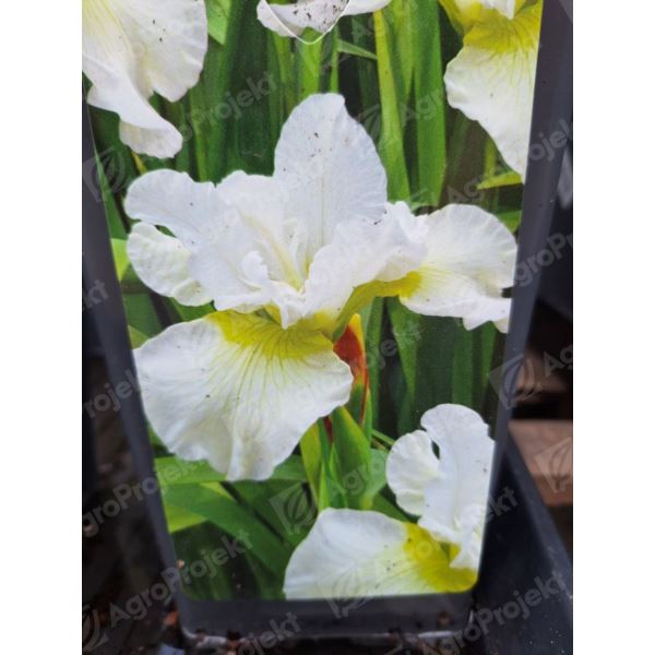 Kosaciec, irys syberyjski 'Harpswell Happiness' Kosaciec, irys syberyjski 'Harpswell Happiness'