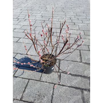 Wierzba smukłoszyjkowa Pink Cushion 'Mt Aso'