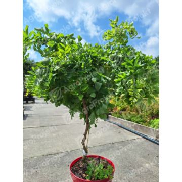 Robinia akacjowa Twisty Baby 'Lace Lady'