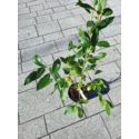 Borówka amerykańska 'Duke'