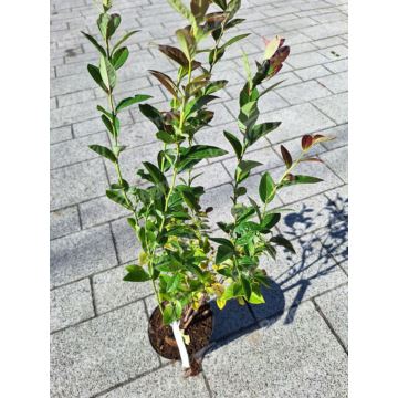 Borówka amerykańska 'Darrow'