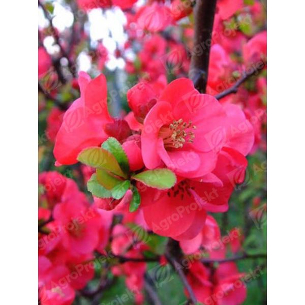 Pigwowiec pośredni 'Pink Lady' Pigwowiec pośredni 'Pink Lady'