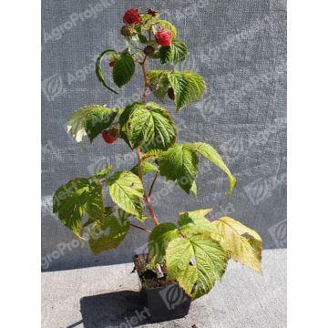 Malina czerwona 'Polana'