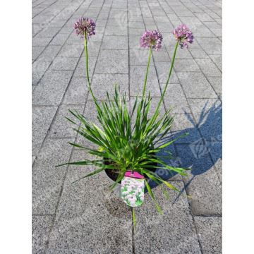 Czosnek 'Millenium'