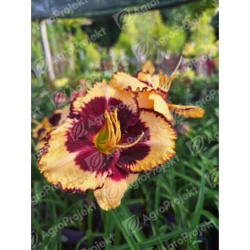 Liliowiec 'Calico Jack'