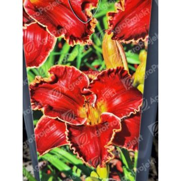 Liliowiec 'Naughty Red'