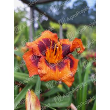 Liliowiec 'Madeline Nettles Eyes'