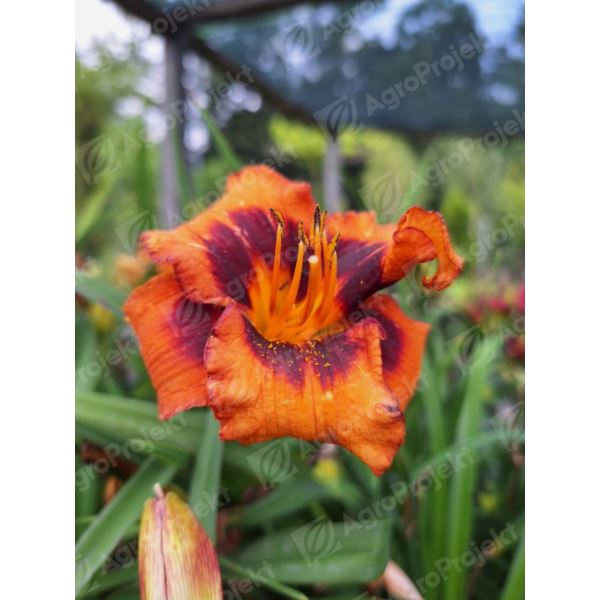Liliowiec 'Madeline Nettles Eyes' Liliowiec 'Madeline Nettles Eyes'