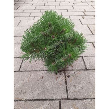 Sosna czarna 'Nana'
